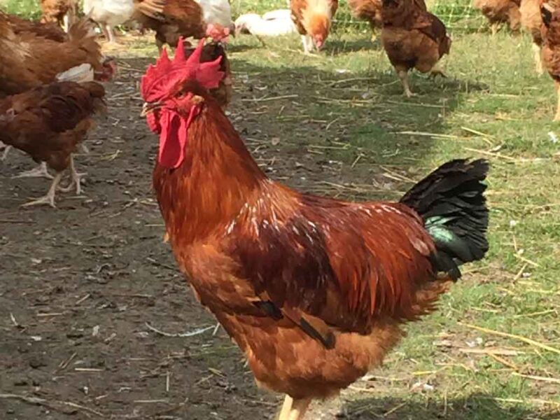 Coq fermier entier bio entre 3 et 4 kg (possibilité de découper en morceaux et en demi)