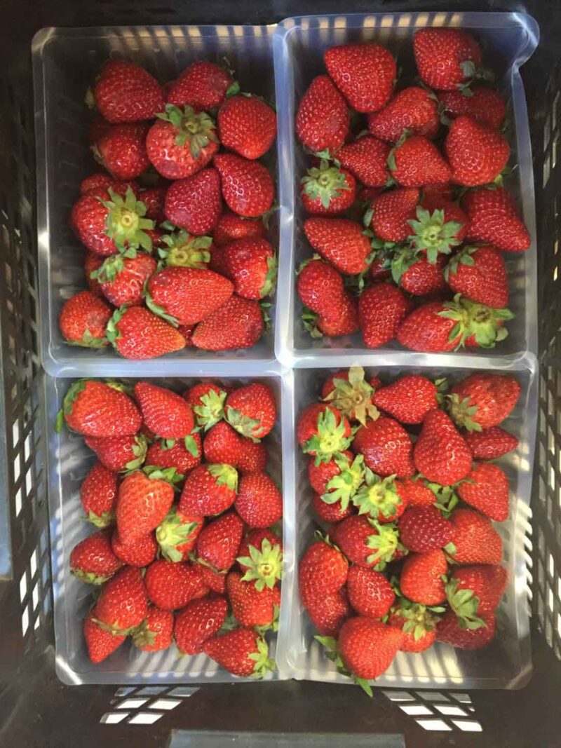 Fraises barquette de 500 gr