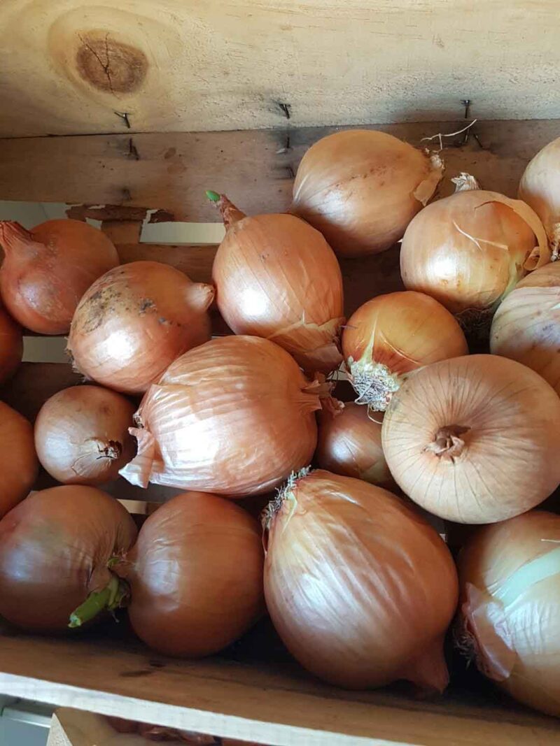 Oignons  jaunes bio (le kg)