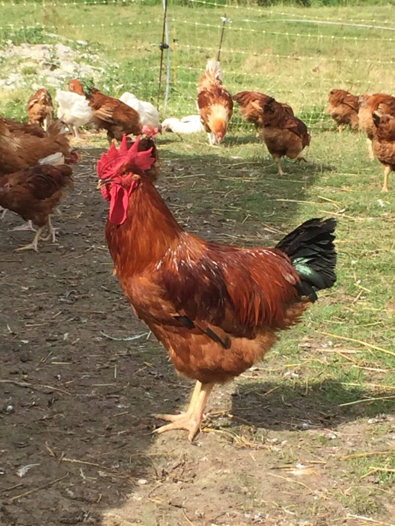 Coq fermier  bio entier  entre 2 et 3 kg (possibilité de découper en morceaux)